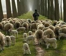 Jezus, dobri pastir 18